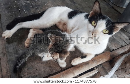 mother cat and kitten on wooden background