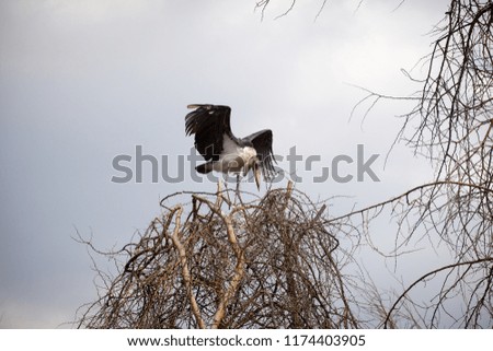 The marabou stork (Leptoptilos crumenifer) flapping his huge wings standing on the tree over the grey sky near Naivasha Lake National Park, Kenya
