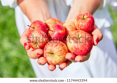 Fresh, natural, juicy apples in hands. Hands hold apples against the background of green grass. Apples in the hands of man, harvesting