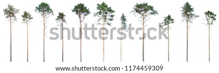 Scotch pine (Pinus sylvestris) tree isolated on white background. Isolated Scots pine that grew in the woods on a white background. to isolate pine trees that have grown up in the forest
forest Royalty-Free Stock Photo #1174459309