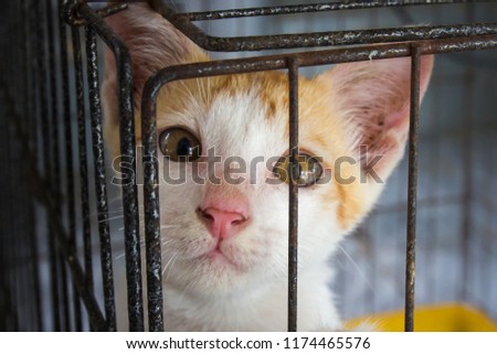 Homeless animals. Orphaned baby kitten innocent and sadness eyes cat looking out from behind the bars of his cage. Black and white tone. Concept of lonely, Alone, Lost. Royalty-Free Stock Photo #1174465576