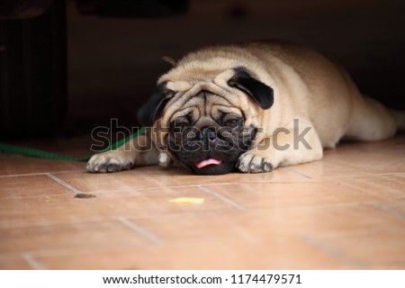 Tiresome puppy pug lying down with sickness and dying of heat stroke Royalty-Free Stock Photo #1174479571
