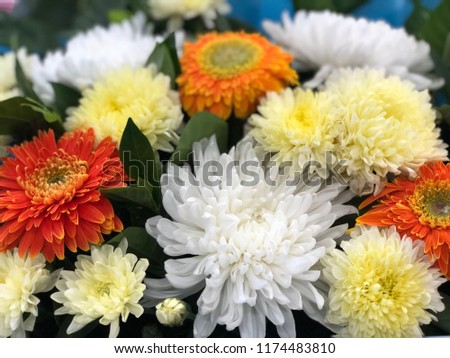 Colorful flower full frame