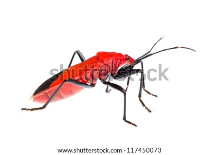 insect red stink bug isolated on white