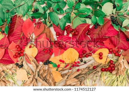 Autumn floral composition. Frame with fall and autumn flowers, seeds, berries and leaves. Flat lay, top view.