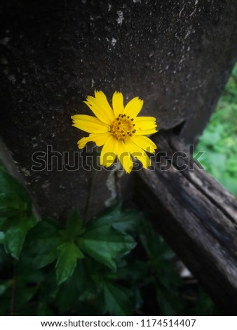 One beautiful yellow flower.