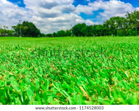 beautiful green grass and bright sky of the golf course.