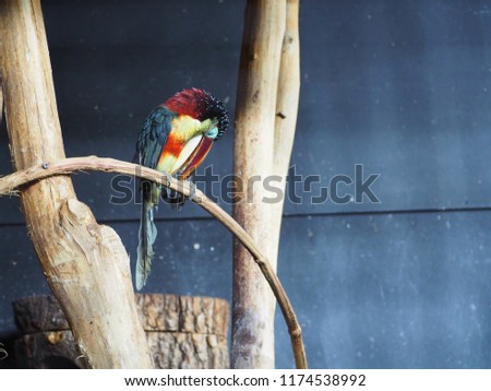 Photography of a curl-crested aracari (scientific name: Pteroglossus beauharnaesii)