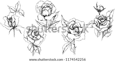 Rose flower in a vector style. Isolated illustration element.Full name of the plant: rose. Vector flower for background, texture, wrapper pattern, frame or border.