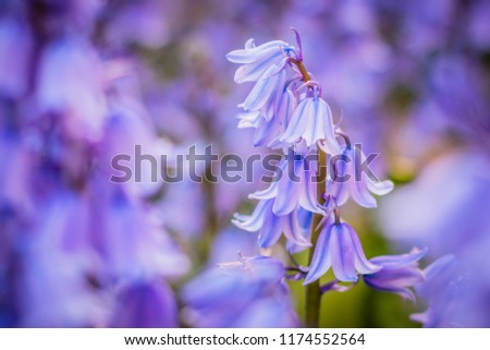Close up of pretty, vibrant, purple Bluebells with shallow depth of field background Royalty-Free Stock Photo #1174552564