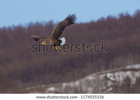 White-tailed eagle coming to a crane throat at feeding station in Hokkaido