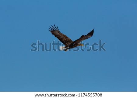 White-tailed eagle coming to a crane throat at feeding station in Hokkaido