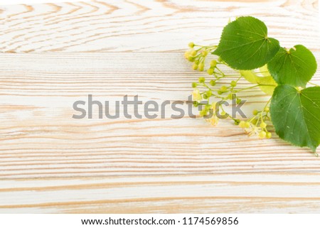 Linden Flowers on Wooden Background. Beautiful Summer Bouquet over Wood Table Texture. Tilia Blossom with Place for Text