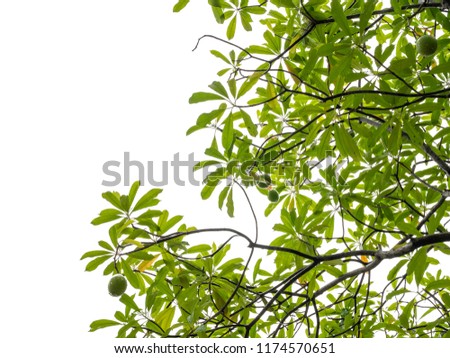 fresh green leaves on white background with clipping path , copy space