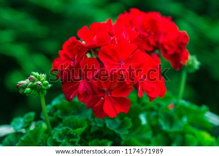 red Pelargonium in the garden. Red geranium flowers in summer garden. Bright pelargonium Royalty-Free Stock Photo #1174571989