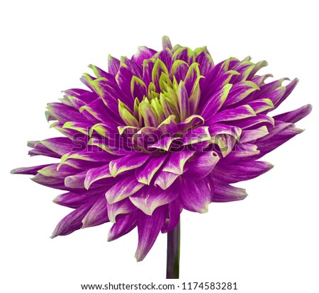 purple lemon (yellow) dahlia flower isolated on a white  background. Close-up. Flower on a stem. Nature.