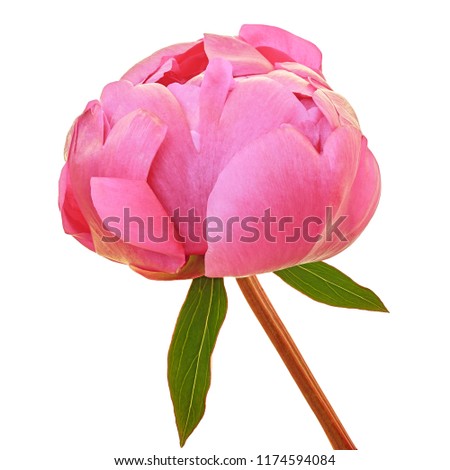flower pink peony isolated on a white  background. Close-up. Flower bud on a stem with green leaves.