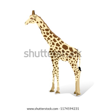 Giraffe in a cartoon style, is insulated on white background. African animal wildlife vector illustration icon.