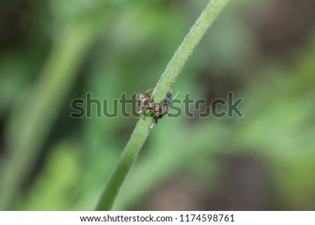 Ants and aphids on a flower stem in the garden