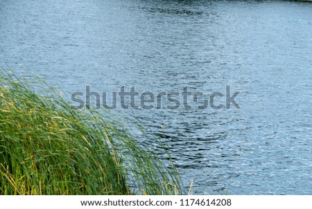 Rippled lake water with blowing long green grass