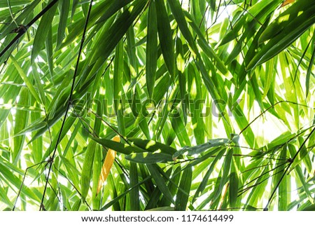Bamboo leaves in the forest