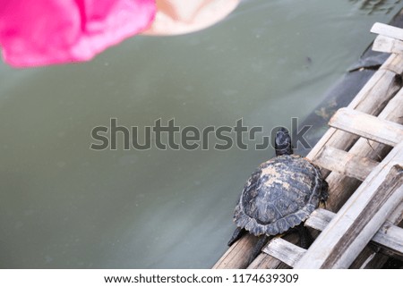 A turtle on a bamboo bridge.