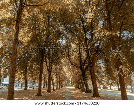 Autumn colored parc with falling leaves and orange and yellow leaves lying on the ground. 