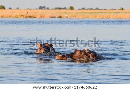 Nilpferd in Chobe National Park