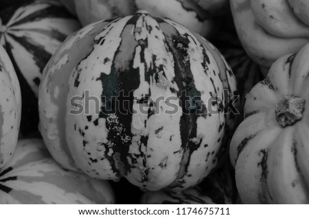 Carnival Squash on display with Black and white filter