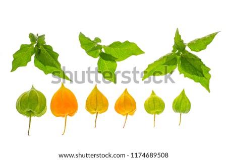 Branches and fruits of physalis on white background. Studio Photo