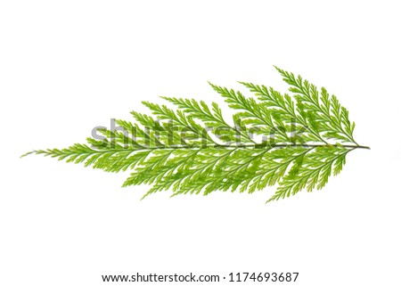Fern leave isolated on white background