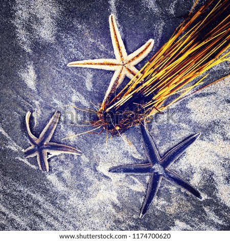 Starfish and beach grass on the winter sand. 