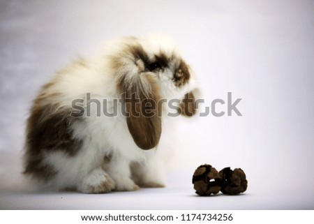 rabbit, pet and sweet