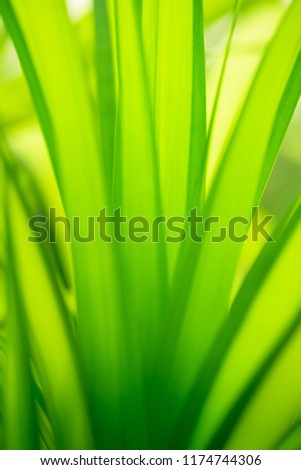 Green leaf nature in the summer in the park for wallpaper and background