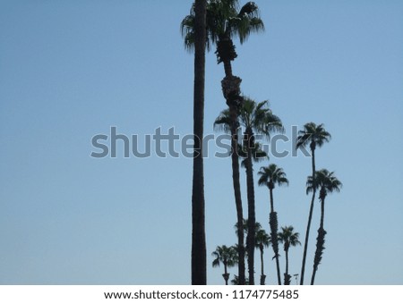 palm trees in Bakersfield 