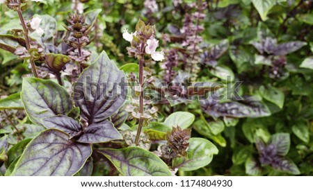 Picture of Purple Flower 