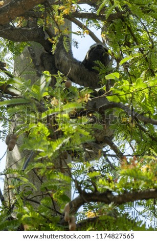 Sloth in Cartagena, Colombia