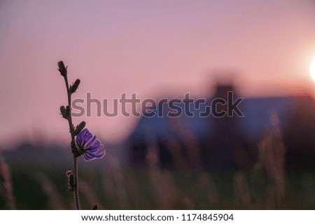 Chicory flower on left with barn in background