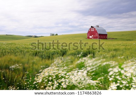 Red barn in the wheat fields of the Palouse region, WA-USA Royalty-Free Stock Photo #1174863826