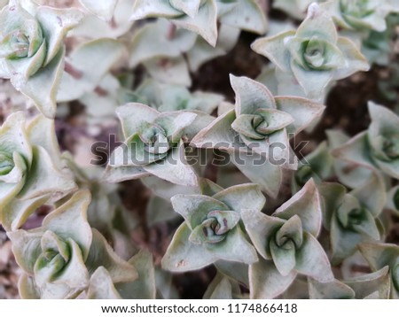 Fresh cactus pattern background image
