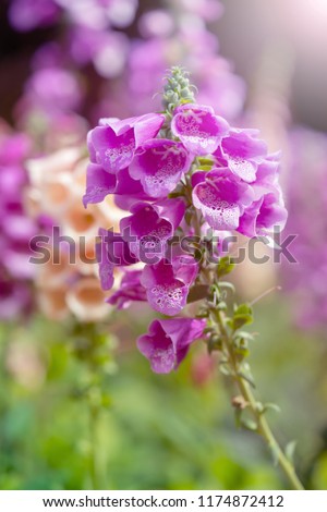 Beautiful Snapdragon flower blooming profusely in the field. Charming flower Snapdragon blooming