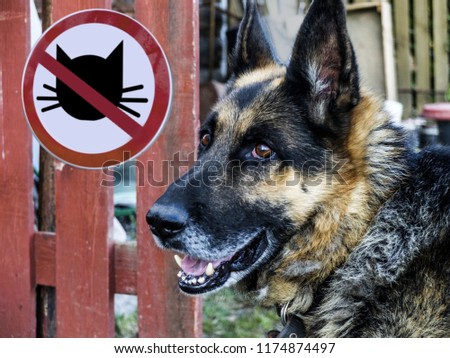 German shepherd on the background of the sign entry is prohibited cats.