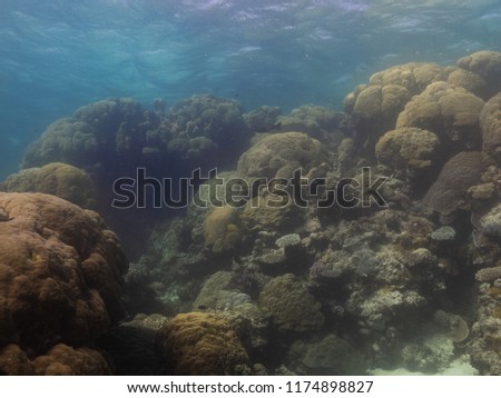 Coral on the great barrier reef