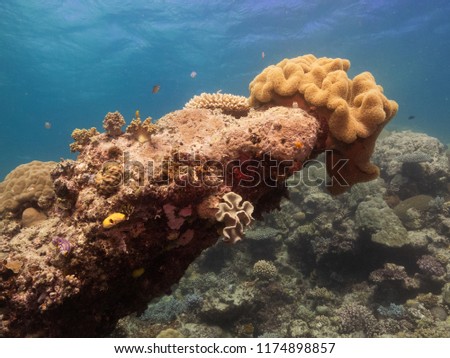 Coral on the great barrier reef