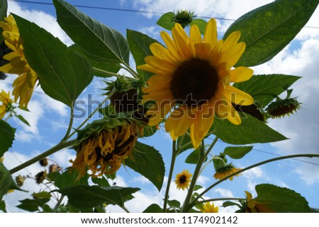 Beautiful sunflowers with a sunny blue sky background.