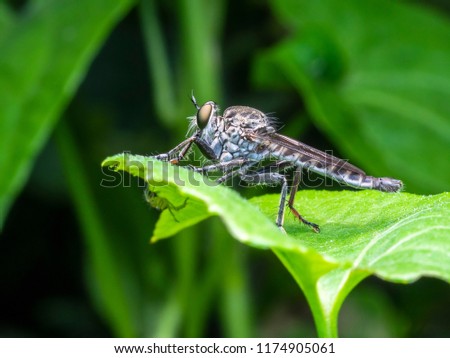 A macro picture of an insect that called as Rober Fly