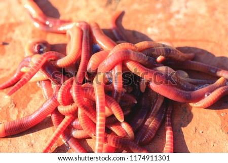 on red brick there are red worms for fishing, summer time is a sunny day