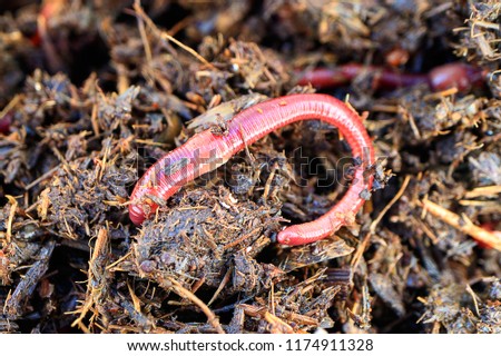 red manure worm for fishing against the backdrop of the dung heap, the natural habitat of the worm
