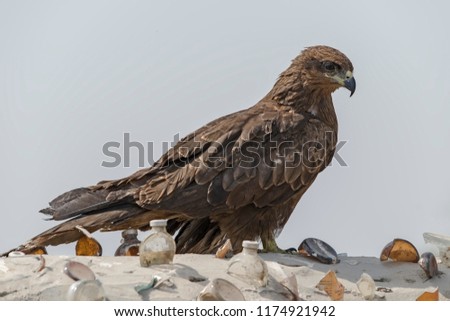 Black kite (Milvus migrans) is a medium size bird of prey. The upper plumage is brown but the head and neck tend to be paler. The patch behind the eye appears darker. The legs are yellow. 