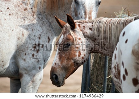 Beauty Appaloosa horse